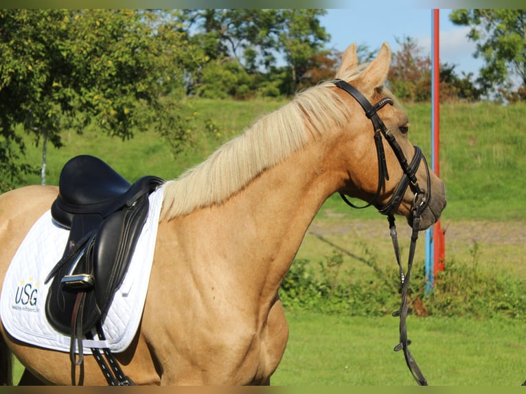 Deutsches Reitpony Stute 10 Jahre 145 cm in Gro&#xDF;enw&#xF6;rden