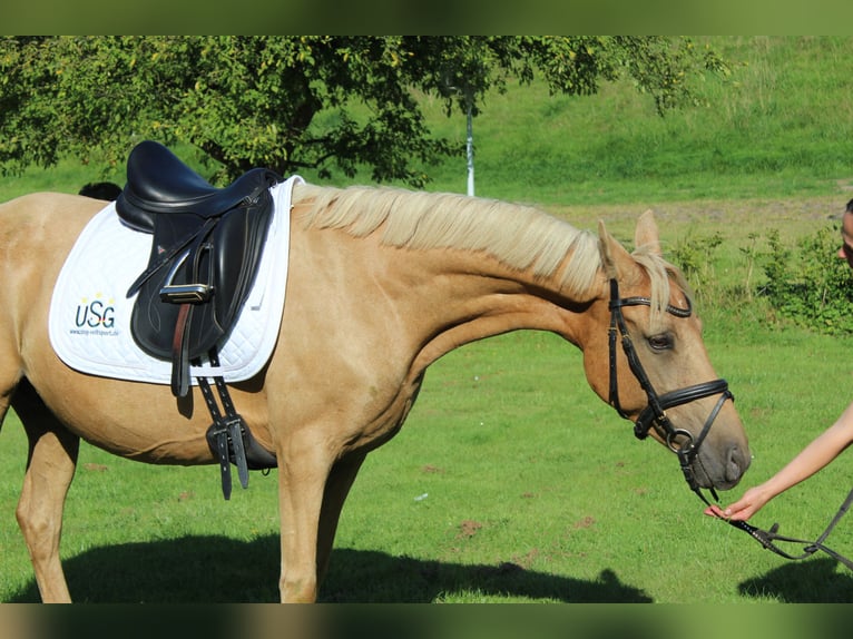 Deutsches Reitpony Stute 10 Jahre 145 cm in Gro&#xDF;enw&#xF6;rden