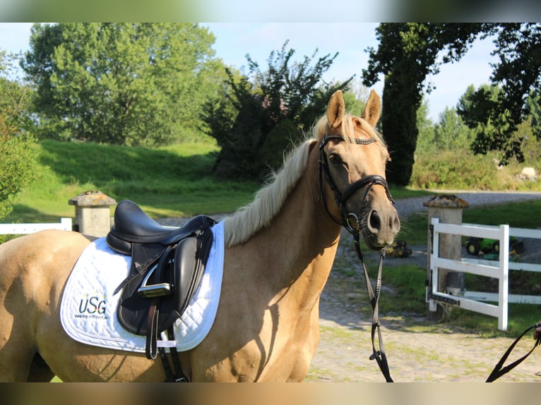 Deutsches Reitpony Stute 10 Jahre 145 cm in Gro&#xDF;enw&#xF6;rden