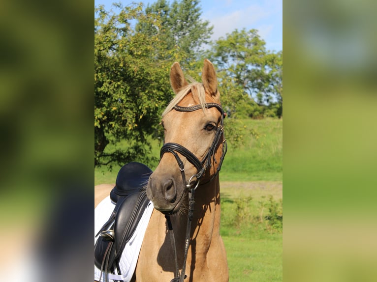 Deutsches Reitpony Stute 10 Jahre 145 cm in Gro&#xDF;enw&#xF6;rden