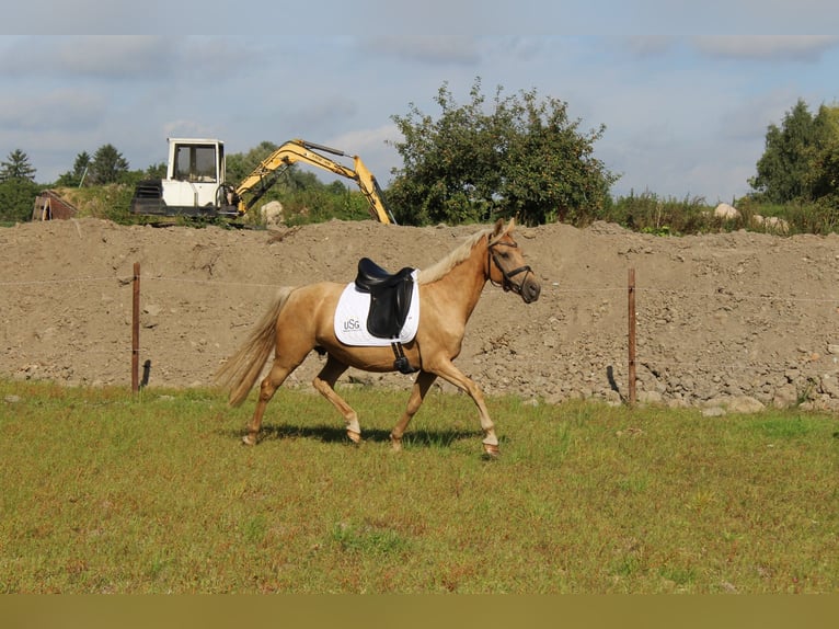 Deutsches Reitpony Stute 10 Jahre 145 cm in Gro&#xDF;enw&#xF6;rden