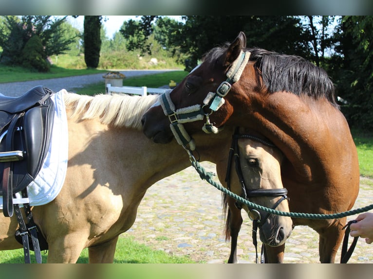 Deutsches Reitpony Stute 10 Jahre 145 cm in Gro&#xDF;enw&#xF6;rden