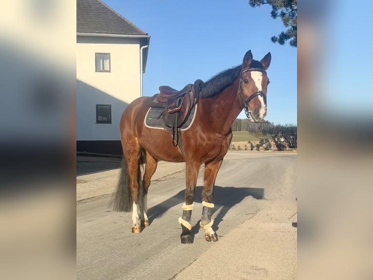 Deutsches Reitpony Stute 10 Jahre 146 cm Brauner in Pelmberg