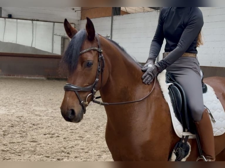 Deutsches Reitpony Stute 10 Jahre 146 cm Brauner in Lohne (Oldenburg)
