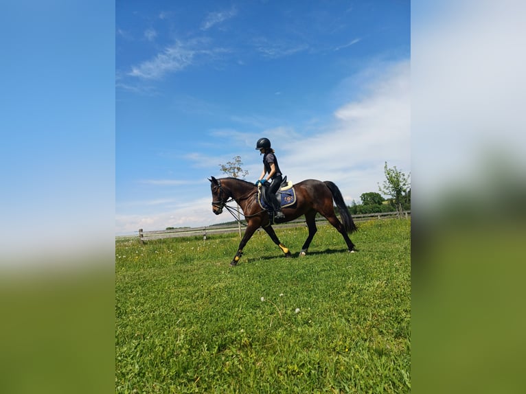 Deutsches Reitpony Stute 10 Jahre 146 cm Brauner in Taiskirchen