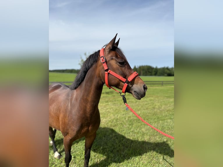 Deutsches Reitpony Stute 10 Jahre 146 cm Brauner in Taiskirchen