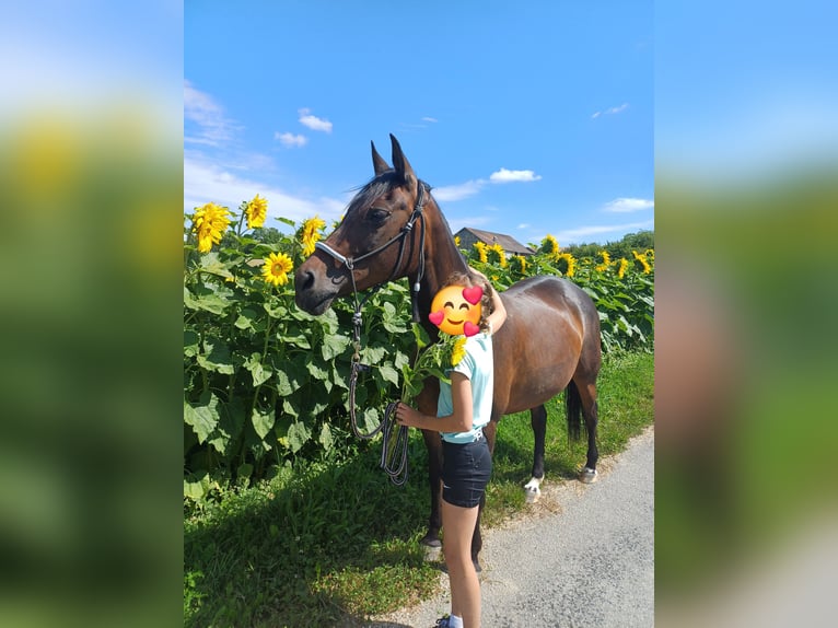 Deutsches Reitpony Stute 10 Jahre 146 cm Brauner in Taiskirchen