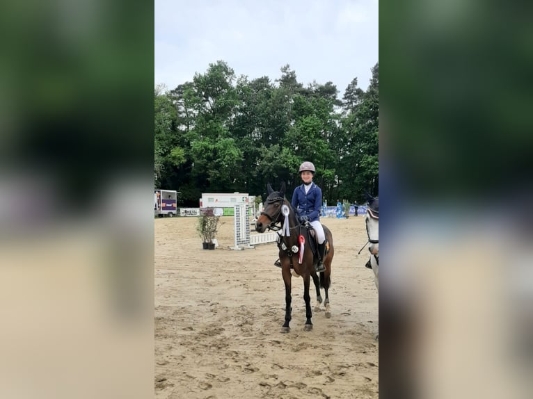 Deutsches Reitpony Stute 10 Jahre 146 cm Brauner in Wickede