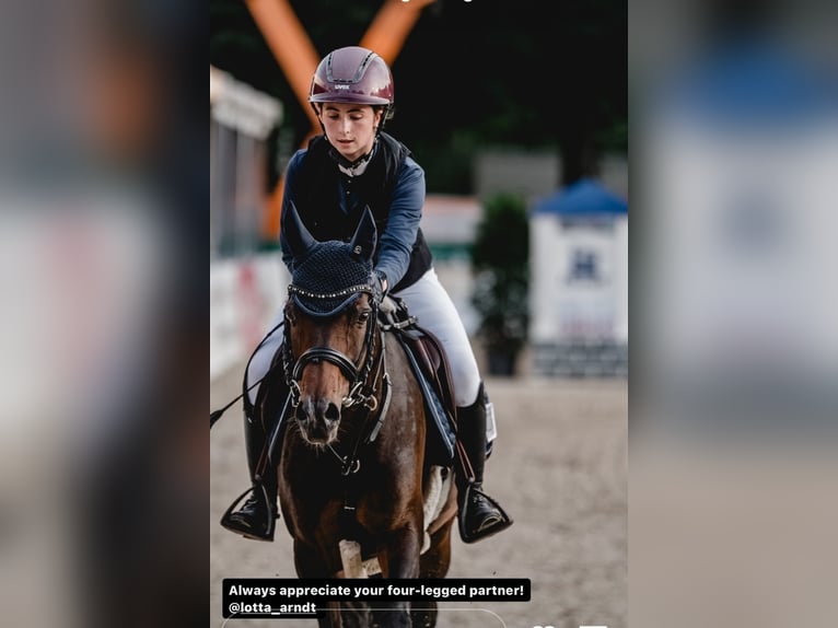 Deutsches Reitpony Stute 10 Jahre 146 cm Brauner in Wickede