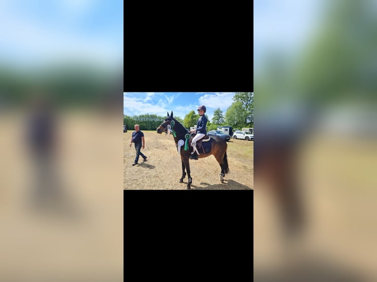 Deutsches Reitpony Stute 10 Jahre 146 cm Brauner in Wickede
