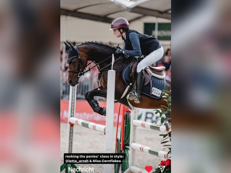 Deutsches Reitpony Stute 10 Jahre 146 cm Brauner in Wickede