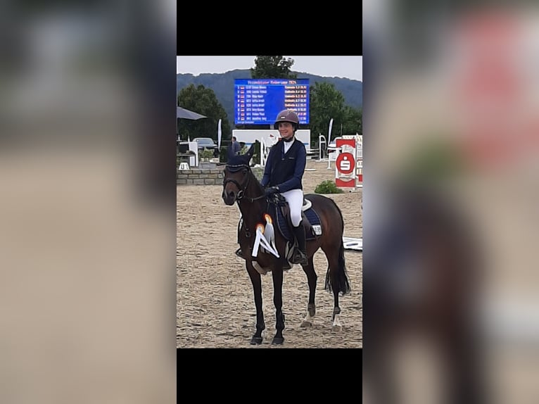 Deutsches Reitpony Stute 10 Jahre 146 cm Brauner in Wickede