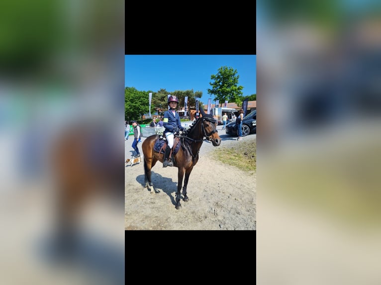 Deutsches Reitpony Stute 10 Jahre 146 cm Brauner in Wickede