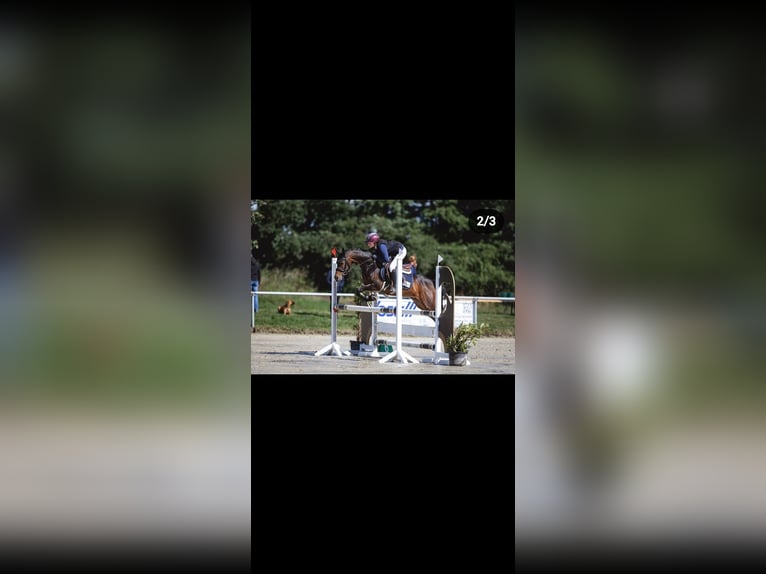 Deutsches Reitpony Stute 10 Jahre 146 cm Brauner in Wickede
