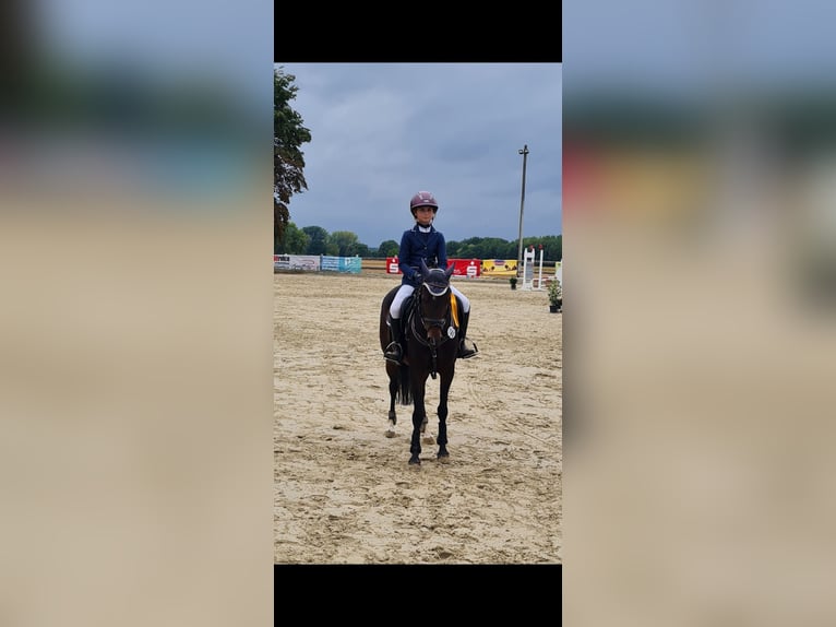 Deutsches Reitpony Stute 10 Jahre 146 cm Brauner in Wickede