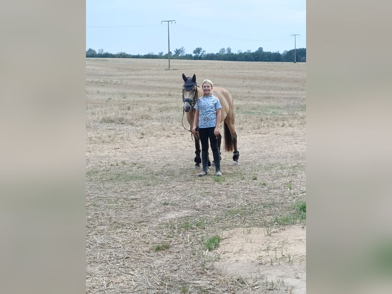 Deutsches Reitpony Stute 10 Jahre 146 cm Buckskin in Dreetz