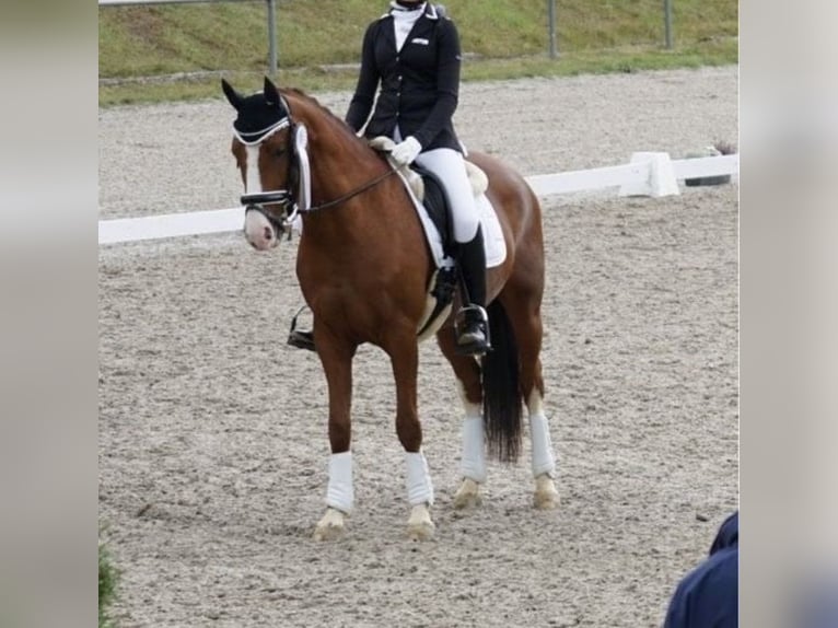 Deutsches Reitpony Stute 10 Jahre 146 cm Dunkelfuchs in Rosenthal