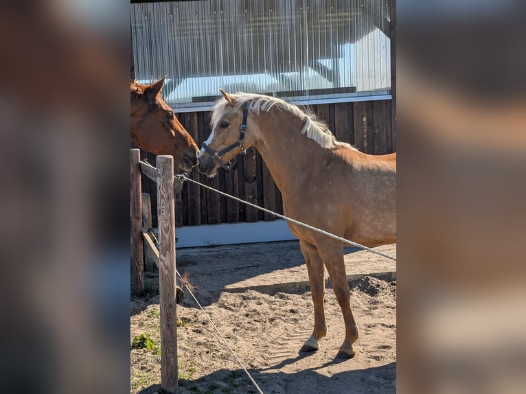 Deutsches Reitpony Stute 10 Jahre 146 cm Palomino in Cappeln (Oldenburg)
