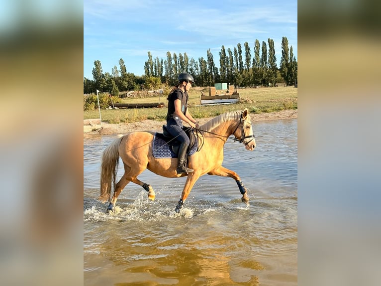 Deutsches Reitpony Stute 10 Jahre 146 cm Palomino in Kloster Lehnin