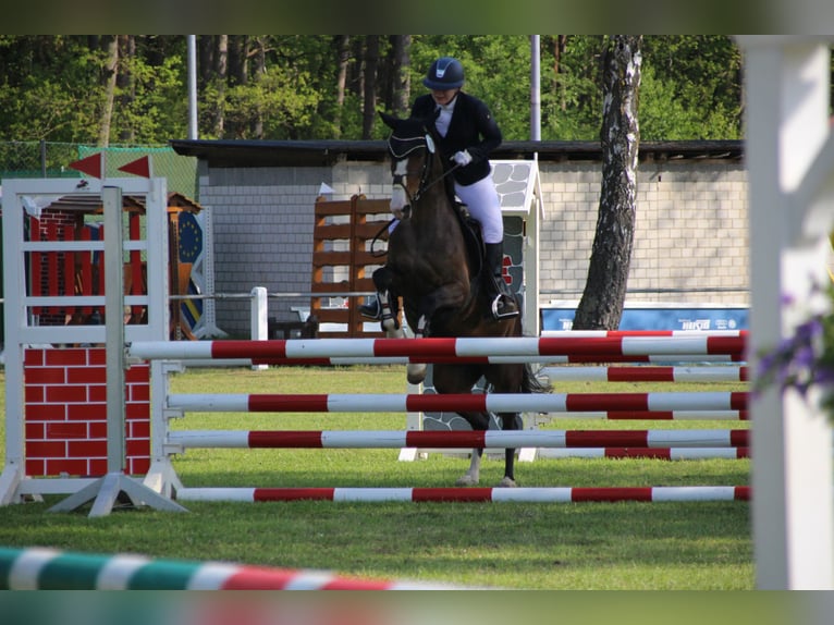 Deutsches Reitpony Stute 10 Jahre 146 cm in Suderburg