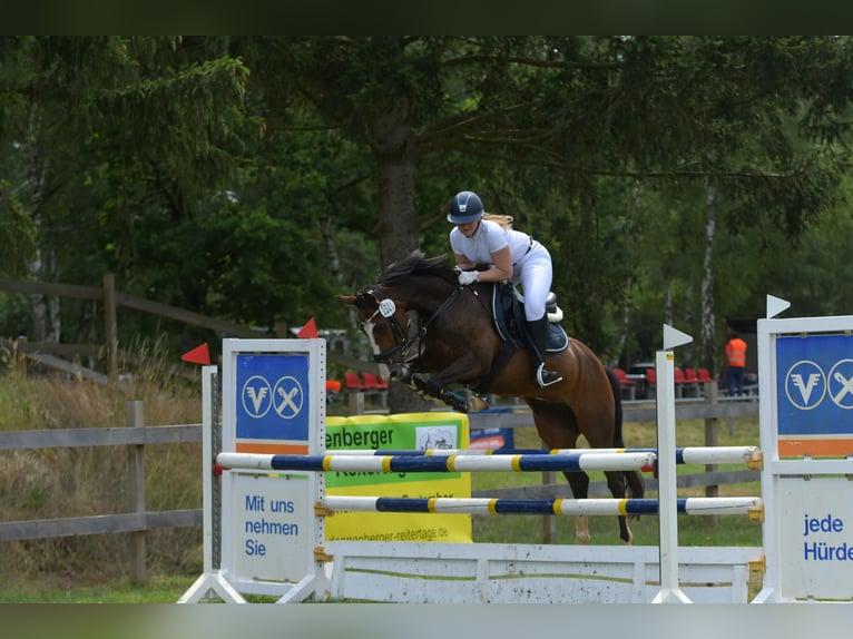 Deutsches Reitpony Stute 10 Jahre 146 cm in Suderburg