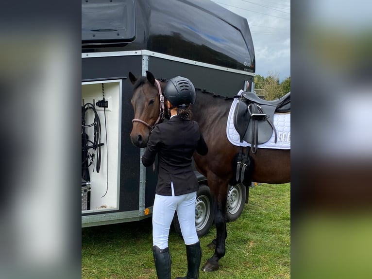 Deutsches Reitpony Stute 10 Jahre 147 cm Brauner in Schermbeck