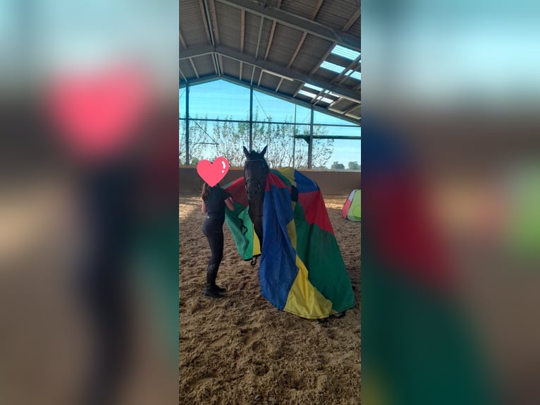 Deutsches Reitpony Stute 10 Jahre 147 cm Brauner in Schermbeck