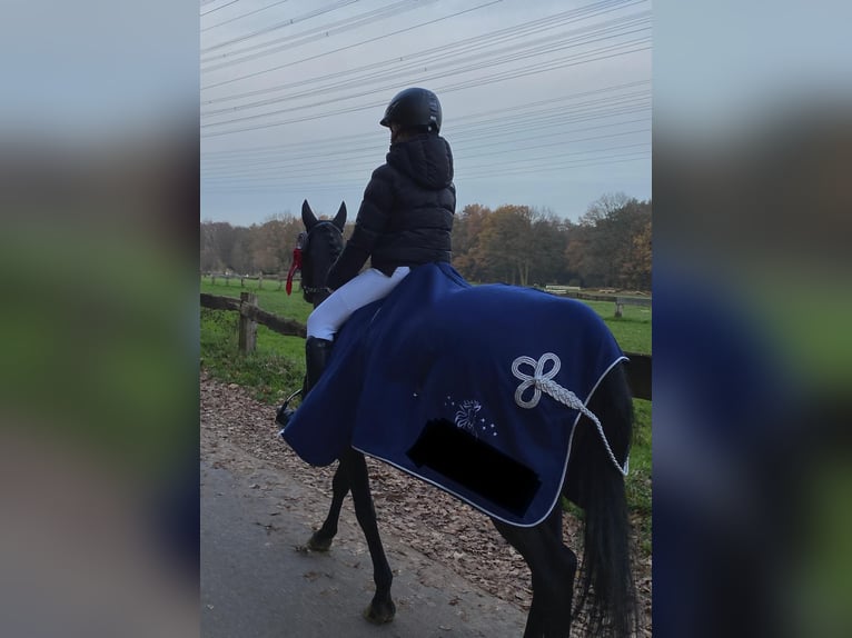 Deutsches Reitpony Stute 10 Jahre 147 cm Brauner in Schermbeck