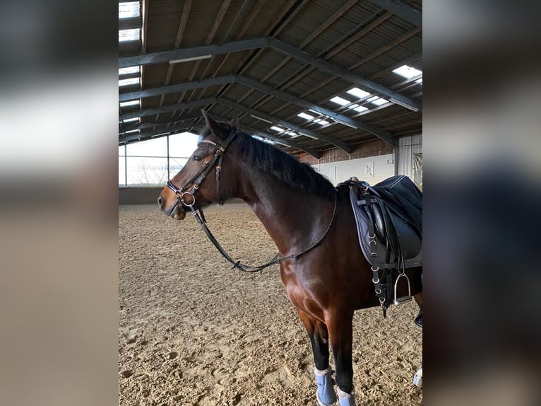 Deutsches Reitpony Stute 10 Jahre 147 cm Brauner in Schermbeck