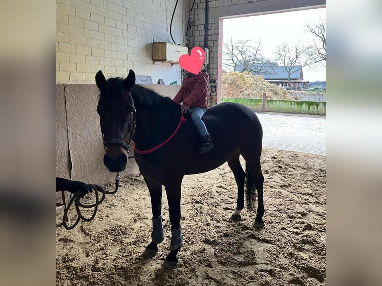 Deutsches Reitpony Stute 10 Jahre 147 cm Brauner in Schermbeck