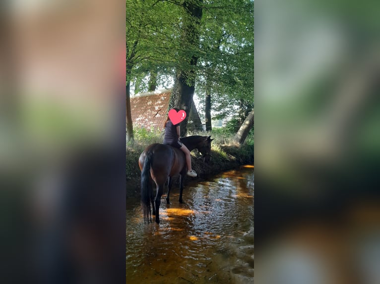 Deutsches Reitpony Stute 10 Jahre 147 cm Brauner in Schermbeck