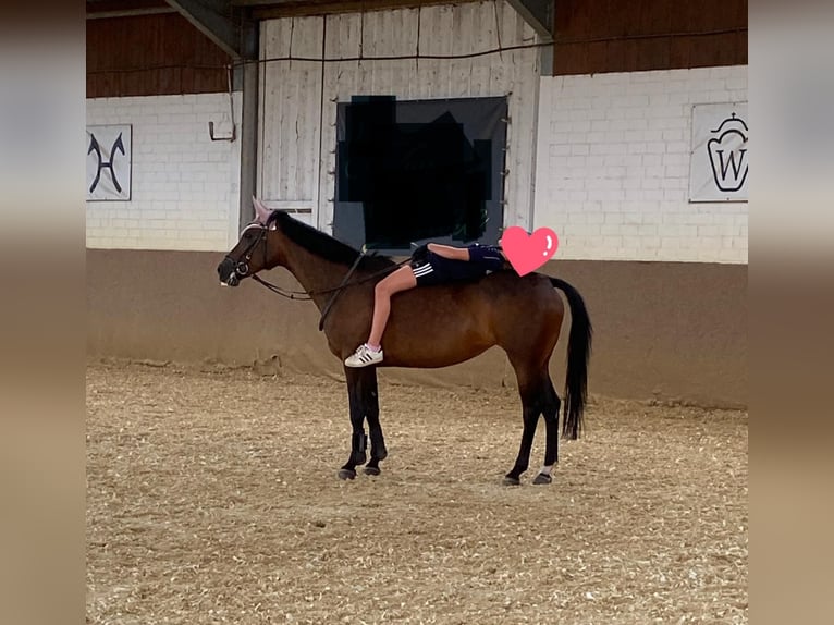 Deutsches Reitpony Stute 10 Jahre 147 cm Brauner in Schermbeck