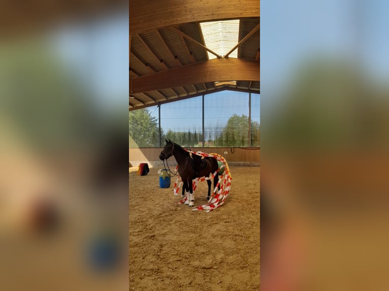 Deutsches Reitpony Stute 10 Jahre 147 cm Brauner in Schermbeck
