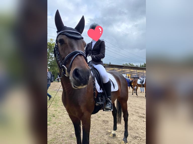 Deutsches Reitpony Stute 10 Jahre 147 cm Brauner in Schermbeck