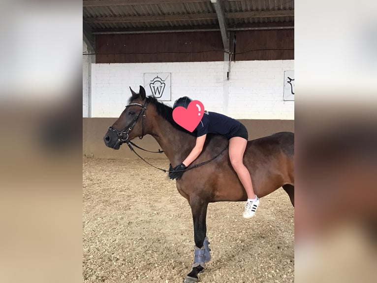 Deutsches Reitpony Stute 10 Jahre 147 cm Brauner in Schermbeck