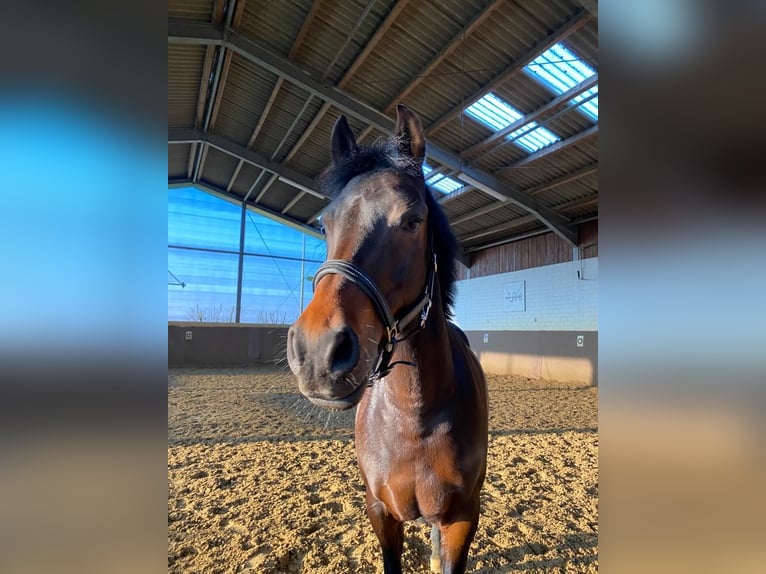 Deutsches Reitpony Stute 10 Jahre 147 cm Brauner in Schermbeck