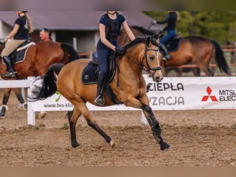 Deutsches Reitpony Stute 10 Jahre 147 cm Buckskin in Swadzim