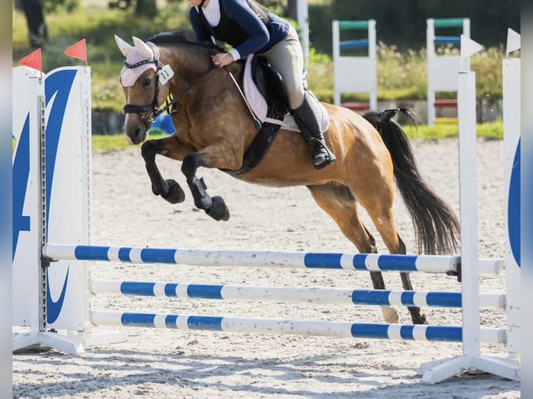 Deutsches Reitpony Stute 10 Jahre 147 cm Buckskin in Swadzim