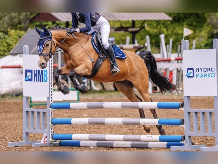 Deutsches Reitpony Stute 10 Jahre 147 cm Buckskin in Swadzim