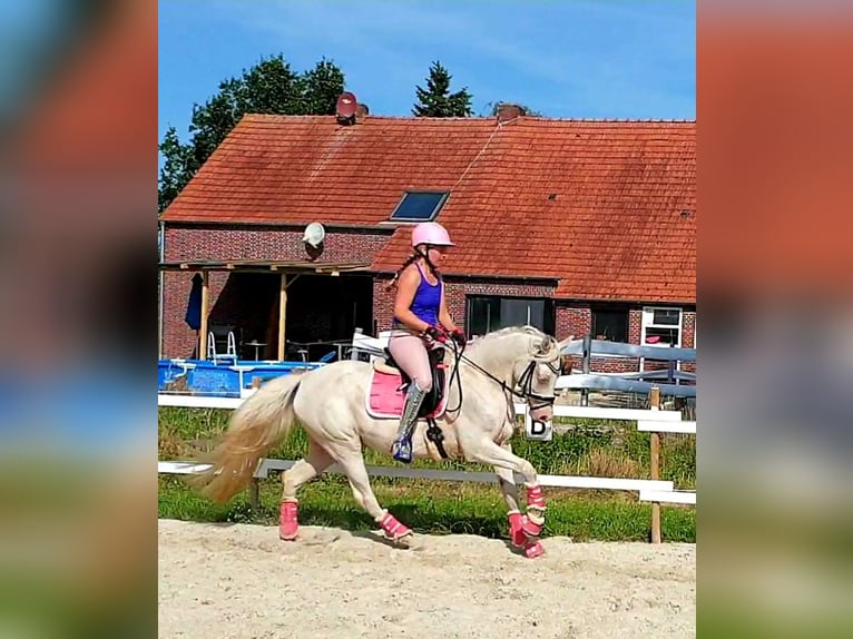 Deutsches Reitpony Stute 10 Jahre 147 cm Cremello in Leer (Ostfriesland)Leer