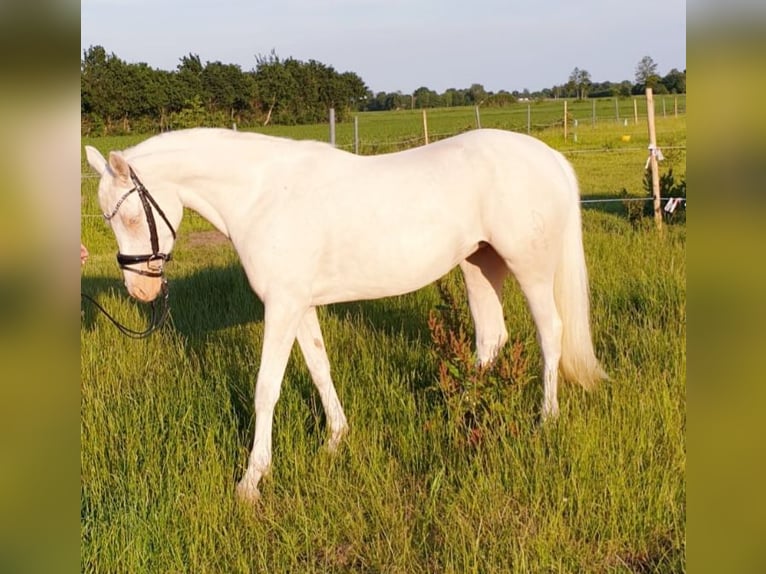 Deutsches Reitpony Stute 10 Jahre 147 cm Cremello in Leer (Ostfriesland)Leer