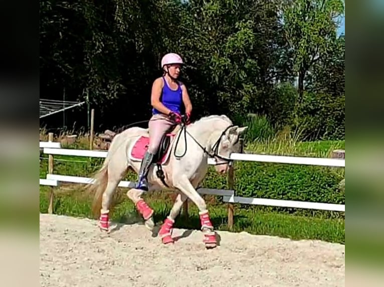 Deutsches Reitpony Stute 10 Jahre 147 cm Cremello in Leer (Ostfriesland)Leer