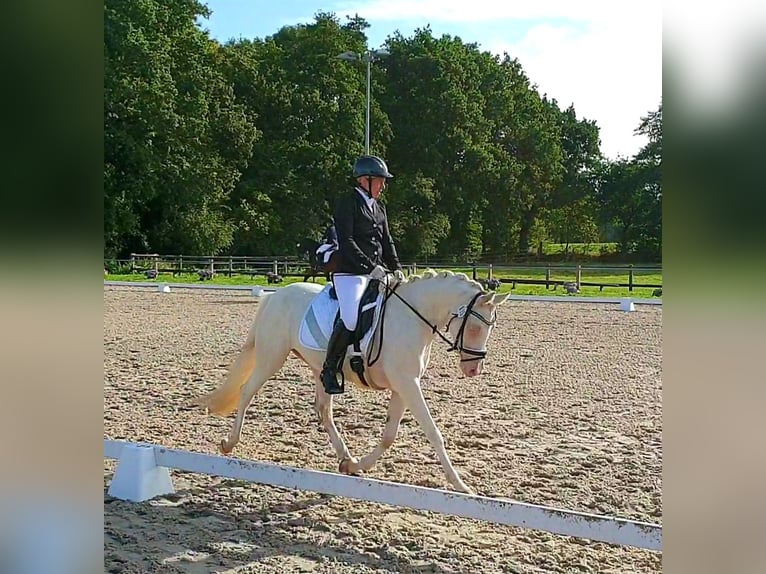 Deutsches Reitpony Stute 10 Jahre 147 cm Cremello in Leer (Ostfriesland)Leer