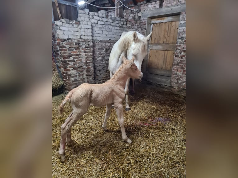 Deutsches Reitpony Stute 10 Jahre 147 cm Cremello in Leer (Ostfriesland)Leer