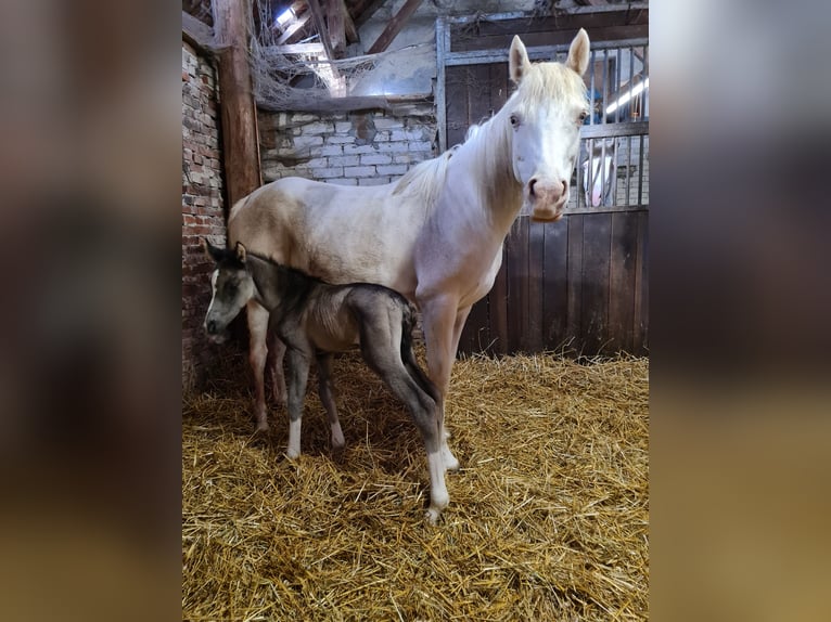 Deutsches Reitpony Stute 10 Jahre 147 cm Cremello in Leer (Ostfriesland)Leer