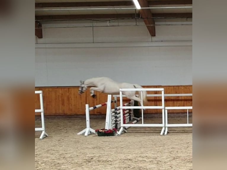 Deutsches Reitpony Stute 10 Jahre 147 cm Cremello in Leer (Ostfriesland)Leer