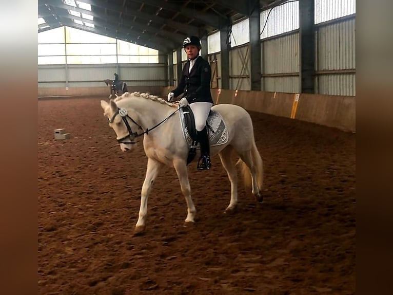 Deutsches Reitpony Stute 10 Jahre 147 cm Cremello in Leer (Ostfriesland)Leer