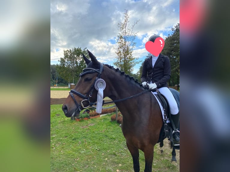 Deutsches Reitpony Stute 10 Jahre 147 cm Dunkelbrauner in Schermbeck