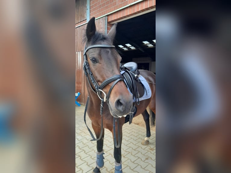 Deutsches Reitpony Stute 10 Jahre 147 cm Dunkelbrauner in Schermbeck