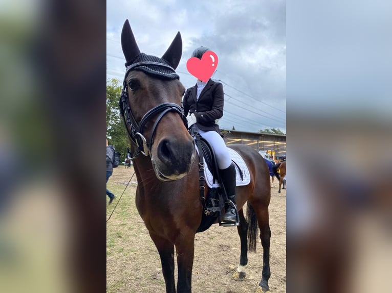 Deutsches Reitpony Stute 10 Jahre 147 cm Dunkelbrauner in Schermbeck